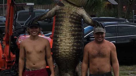 Massive 750 Pound Alligator Caught In Gulf County