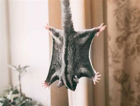 What Is Your Sugar Glider Trying To Tell You Complete Guide To Sugar Glider Behavior