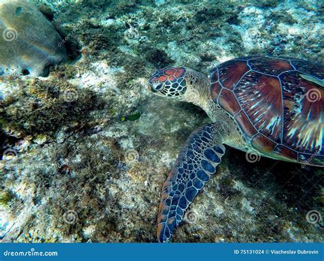 Green Sea Turtle Eating Plant In Coral Reef Stock Photo Image Of