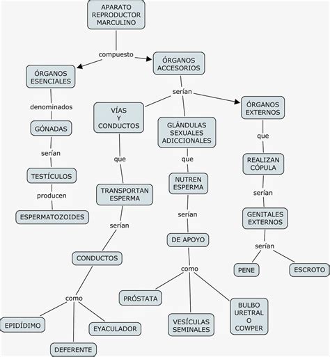 Mapa Conceptual Sistema Reproductor Masculino La Vasculatura Deriva