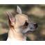 Apple Head Chihuahua  Different Breeds Of Dogs Cute Pictures