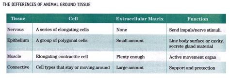 Animal cell and tissue preservation. The Differences Of Animal Ground Tissues ~ New Science Biology