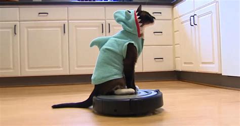 Shark Cat Meet The Roomba Riding Internet Sensation Cbs News