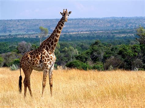 Amazing African Animals The Tallest Amazing Giraffe