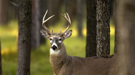 Hunting Is Crucial To Conserve Michigans White Tailed Deer Heres Why