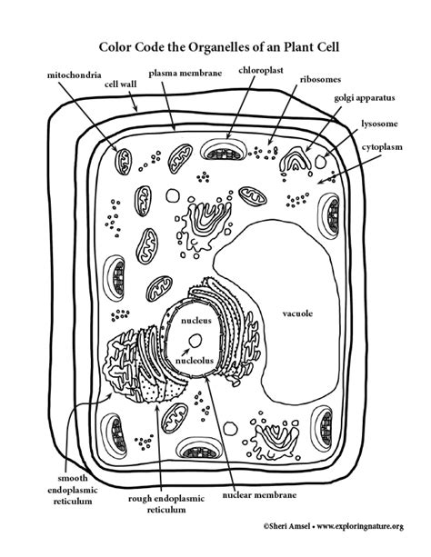 A Look at Plant Cell Organelles - Coloring