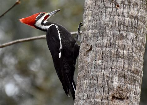 Pileated Woodpecker Common Visitor Candace Martino Flickr