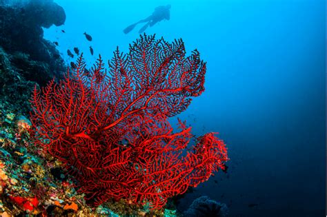 What provides a home for more than 25% of ocean life but only takes up 1% of the ocean floor? The importance of coral reefs: Why they're crucial to the ...
