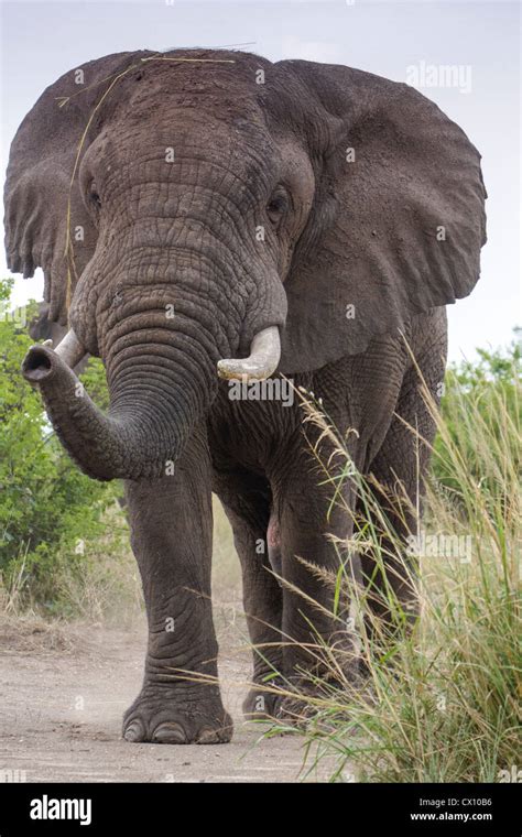 Bull African Elephant Loxodonta Africana Mock Charging Queen