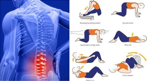 The superficial group, the deep group, and the intermediate group. 7 Exercises for Lower Back Pain Relief in Just Minutes ...