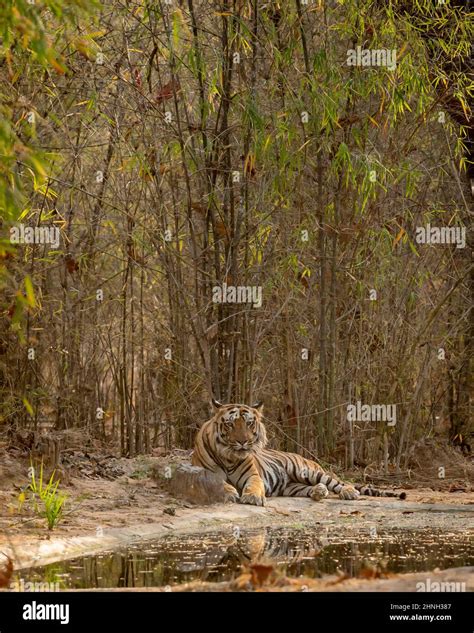 Bandhavgarh M Le Sauvage Tigre Du Bengale Pr S Du Trou D Eau Pour