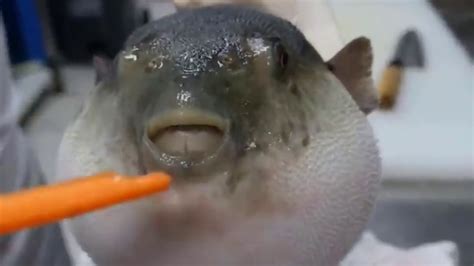 Puffer Fish Eats Carrot V20 Youtube