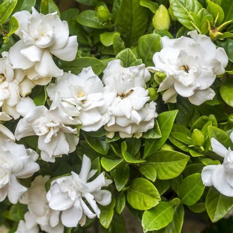 15 Fragrant Plants That Will Make Your Garden Smell Amazing In 2020