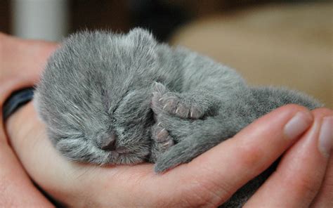 100 Great Names For Grey Cats From The Happy Cat Site