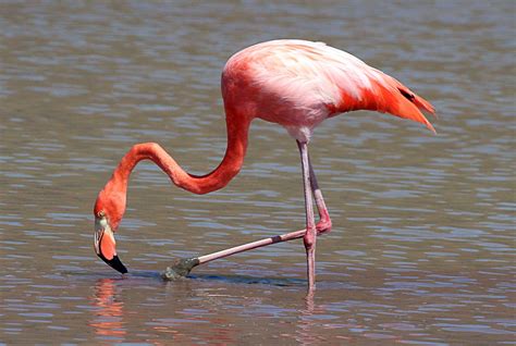Your flamengo bird stock images are ready. Greater Flamingo Birds Pictures