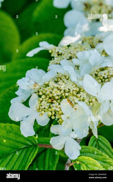 Viburnum Plicatum F Tomentosum Summer Snowflake Stock Photo Alamy