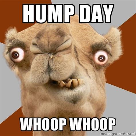 Hilarious Hump Day Pictures Memes Quotesbae