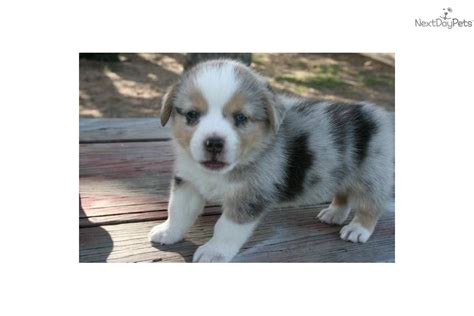 These corgi puppies were historically used as herding dogs mostly for cattle. Corgi puppy for sale near Austin, Texas | 116d9965-b001