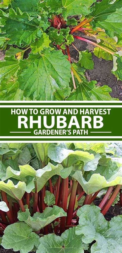 How To Grow And Care For Rhubarb Plants Garden Types