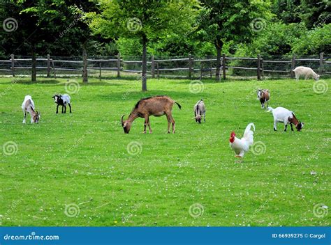 Farm Animals Stock Image Image Of Donkey Front Domestic 66939275