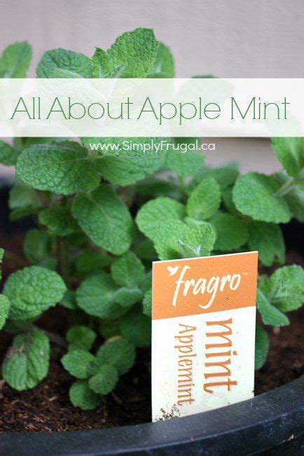 Apple Mint Is An Herb With Many Uses You Can Enjoy Take A Look At