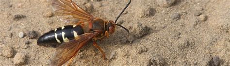 The Cicada Killer Wasps