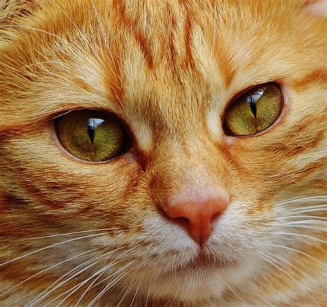 Common Feline Eye Problems The Conscious Cat