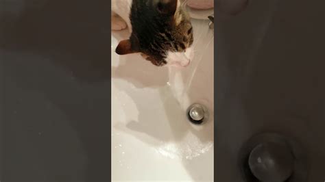 My Thirsty Cat Youtube