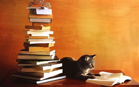 Wallpaper Cat Study Hard Reading Book 1920x1200 Hd Picture Image