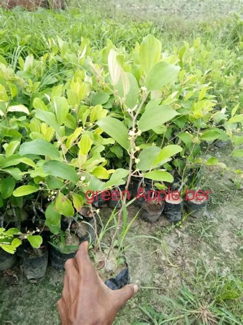 Well Watered Apple Ber Plants For Fruits At Rs 45number In Nagaon Id 22415316930