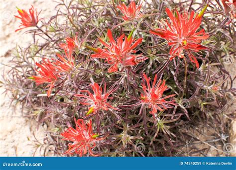 Detail Of Red Desert Wildflowers In Utah Stock Image Image Of Utah