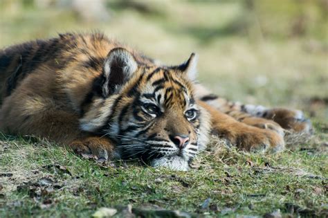 All Sizes Sumatran Tiger Cub Flickr Photo Sharing