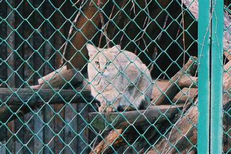 Free Images Nature Fence Wildlife Zoo Cat Park Feline Mammal