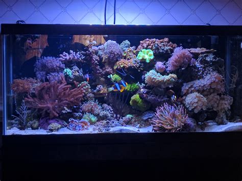 40 Gallon Breeder Reef Tank I Built Raquariums