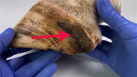 An Abscess In A Horses Foot From The Inside Youtube