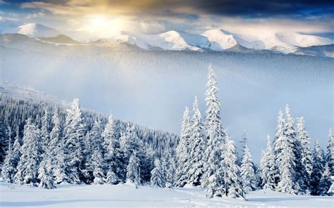 Dadurch werden auch viele tiere und vögel bedroht. Winterbilder Tiere Als Hintergrundbild / Hintergrundbilder Kostenlos Winter 1920x1080 : 24 ...