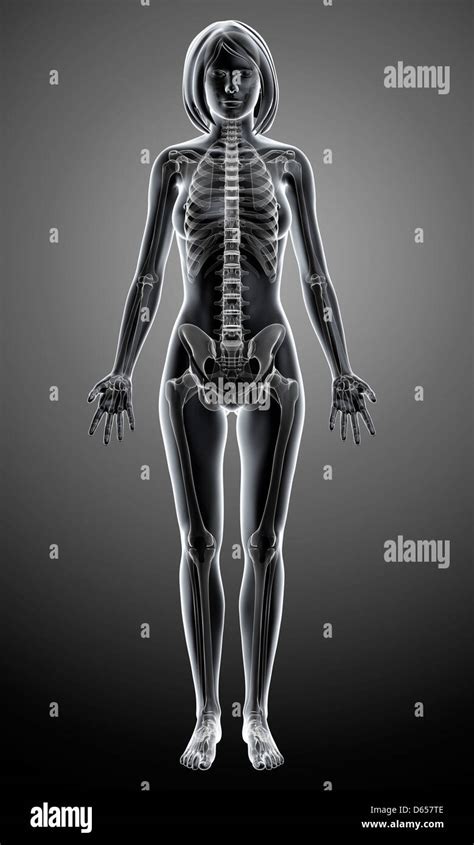 Female Skeleton Front Hi Res Stock Photography And Images Alamy