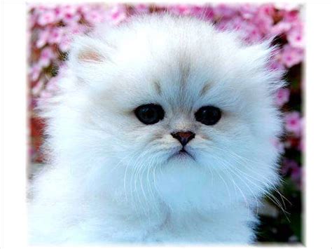 Teacup Persian Kittens For Sale 600 For Sale Adoption From New York New