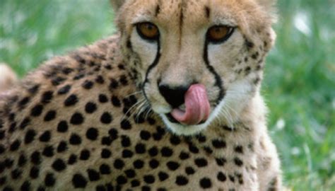 Get a male african serval cat. List of Savanna Animals | Sciencing