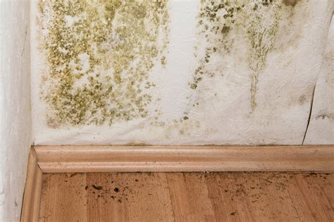 Mold Remediation Cost Eliminating Mold In Household