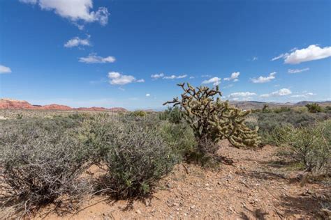 Desert Plants At Red Rock In Las Vegas Nevada Stock Photo Image Of