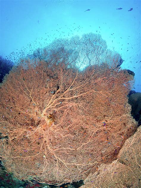 Gorgonian Fan Coral Ii Photograph By Nw Dive Girl Pamela Treischel