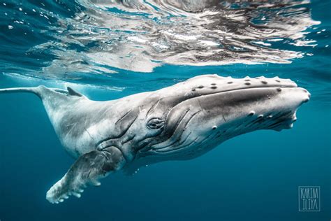 Browse 8,945 humpback whale stock photos and images available, or search for humpback whale tail or humpback whale breaching to find more great stock photos and pictures. Photographer Captures a Humpback Whale Fight Up Close