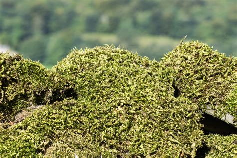 Moss Growing On Wall Free Stock Photo Public Domain Pictures