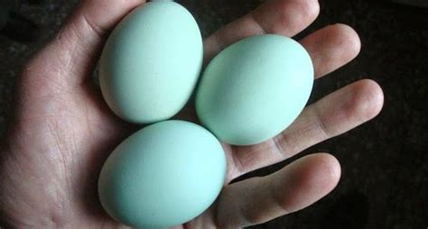4 Chickens That Lay Blue Eggs Because White Ones Are Boring Blue