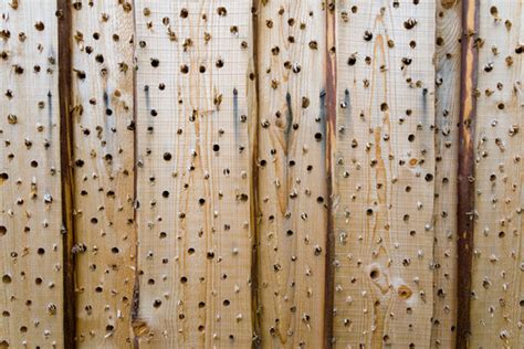 Bullet Hole In Wood Images Browse 948 Stock Photos Vectors And