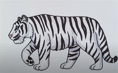 How To Draw A Siberian Tiger Step By Step Wp
