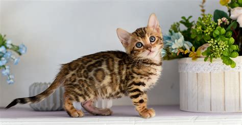 Cats That Look Like Leopards Domestic Breeds That Look Like Big Cats