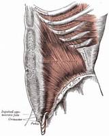 Lower Back Core Muscles Images