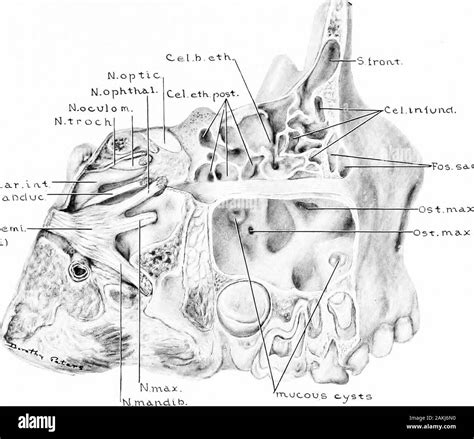 S11 Nasal Cavity Sinuses And Ear Learning Objectives